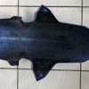 Suzki SV650 03-12  SV1000 03-07 Aripa fata originala 53111-16G - imagine 7
